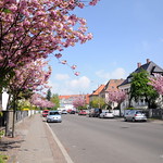 Kirschblüte in Leipzig Stötteritz