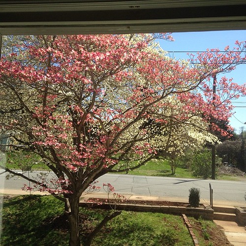 Front window view. #dogwoods