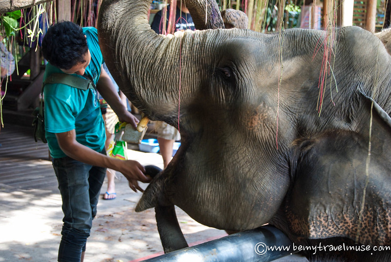 elephant volunteering thailand