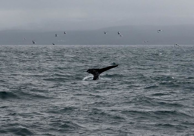 Avistamiento de ballenas en Husavik
