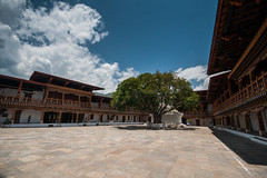 Bodhi Tree within Punakha Dzong