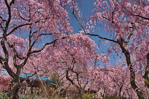 【写真】2013 桜 : 原谷苑（２）/2021-02-05/IMGP9976