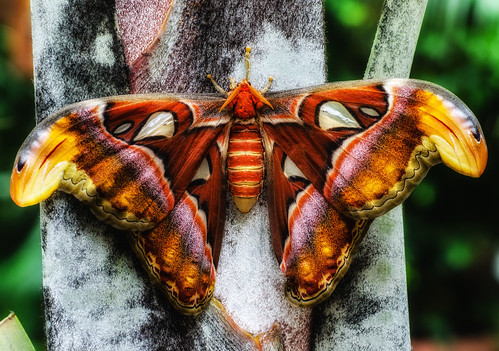Photograph of atlas moth that has landed on a tree trunk. 