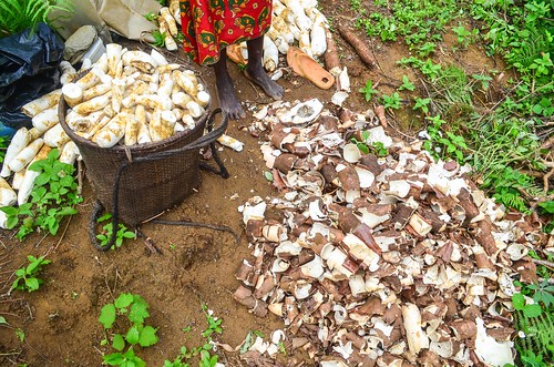 Harvesting cassava in Congo