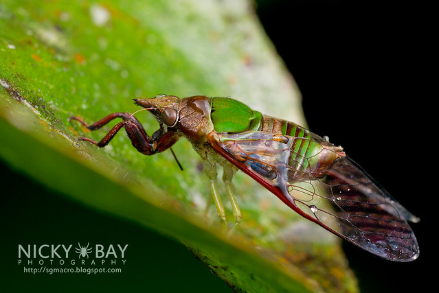 Pointed Snout Cicada (Mogannia sesioides) - DSC_4531