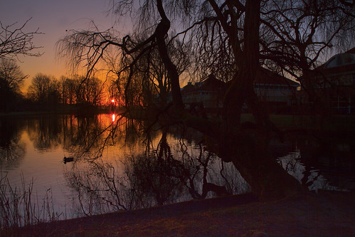 sun colour tree silhouette sunrise reflections duck pond castricum