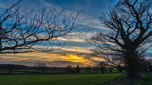 uk trees winter light sunset england landscape spring scenic local worcestershire midlands hanbury