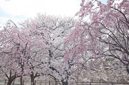 【写真】2014 桜 : 大阪城公園/2021-09-09/IMGP5807