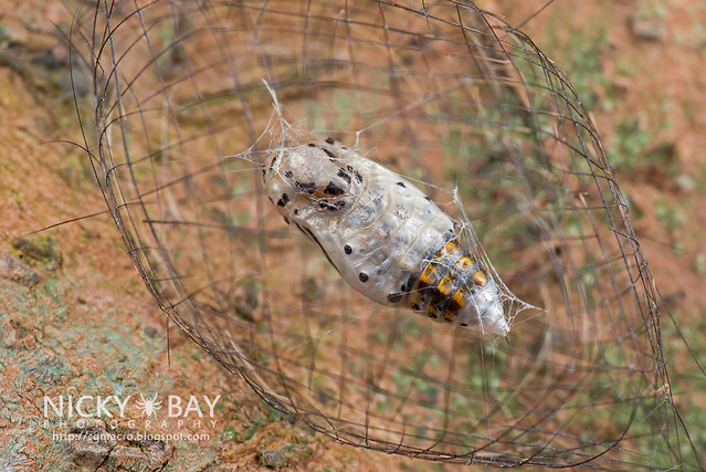 Arctiine moth pupa (Cyana sp.) - DSC_0661