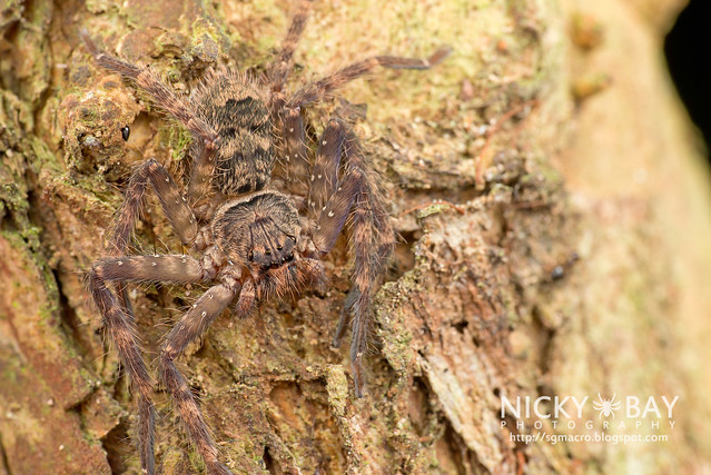 Huntsman Spider (Heteropoda lunula?) - DSC_1706