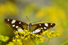 Limenitis reducta - Photo of Trausse