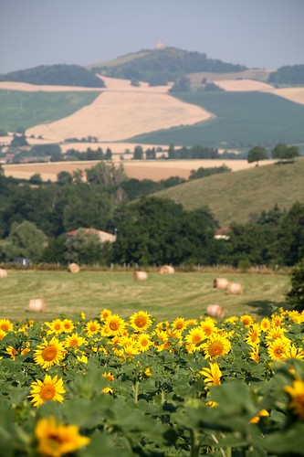 field canon countryside feld sunflower landschaft campagne auvergne tournesol champ pres sonnenblume eos450d billom egliseneuve turluron