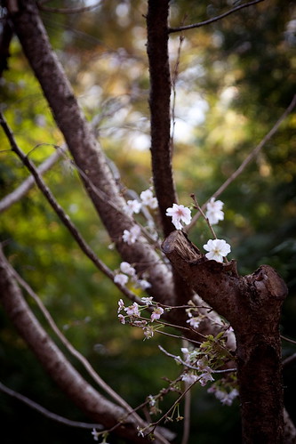 日吉神社桜
