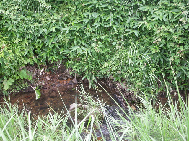 カワシンジュガイが生息する 河川環境．
