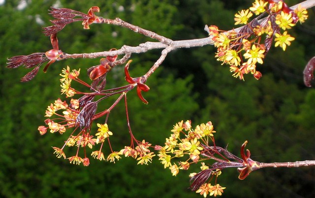 Maple flowers