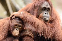 Young Orangutan Sitting by Mom