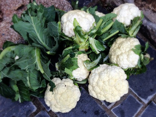 Cauliflower gleaning