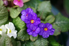 Polyanthus after the rain