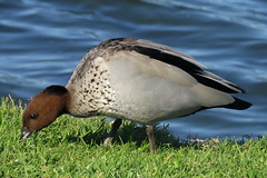 Maned Duck male
