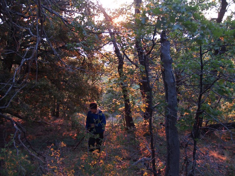 Dawn light through the oaks on the Cedar Springs Trail - 4E17