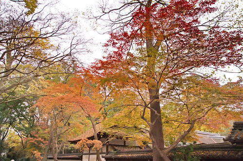 【写真】2012 紅葉 : 糺の森/2021-11-30/IMGP8400