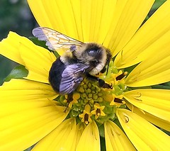 Bee at Jenkin's Arboretum - July 14, 2013