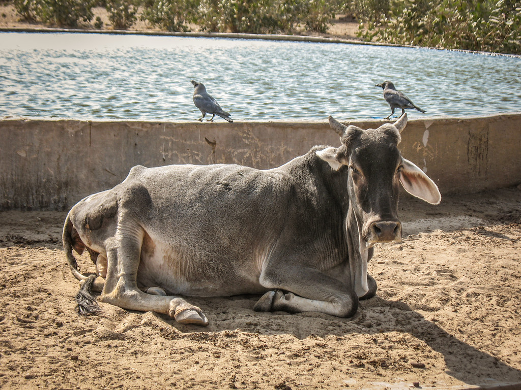 Cow on Desert Village