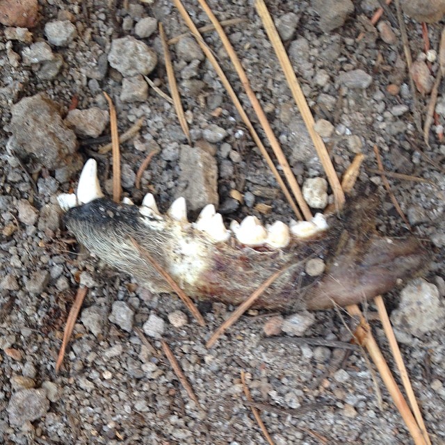 Hairy creature jaw! Found in the canyons. #jaw #teeth