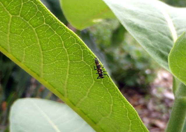 long, skinny black bug with two orange spots and two orange bands on the bottom of a milkweed leaf