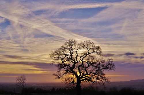 tree silhouette sky clouds lines shropshire sunrise light blue white countryside pentax pentaxart