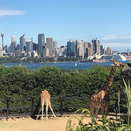 sydney tarongazoo giraffe instagramapp iphoneography