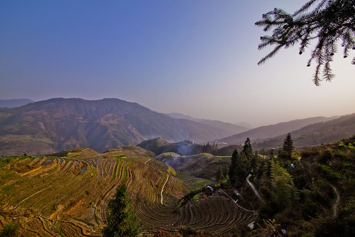 china rice guilin terraces longji