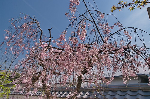 【写真】2013 桜 : 勧修寺/2021-02-03/IMGP9892