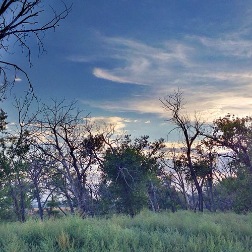 trees sunset clouds square evening weeds dusk whiteriver squareformat cottonwood hdr iphone5 iphoneography instagramapp uploaded:by=instagram valburgranch foursquare:venue=4ff46fc1e4b01d081f2b747e