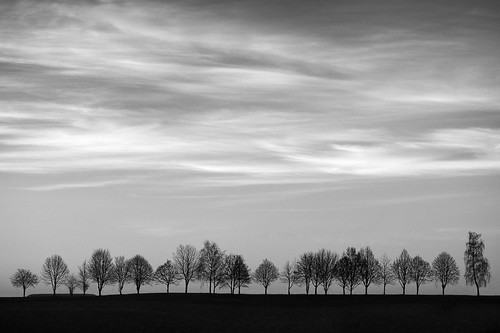 trees bw tree monochrome germany landscape deutschland dawn outdoor geotag bäume morgen treescape daybreak 2014 morgengrauen em5 baumreihe flvonmirikr