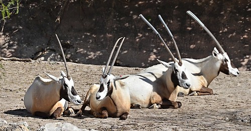 four zoo texas horns antelope brownsville gladysporterzoo oryxleucoryx nikond7000 nikkor18to200mmvrlens oryxarabianoryx