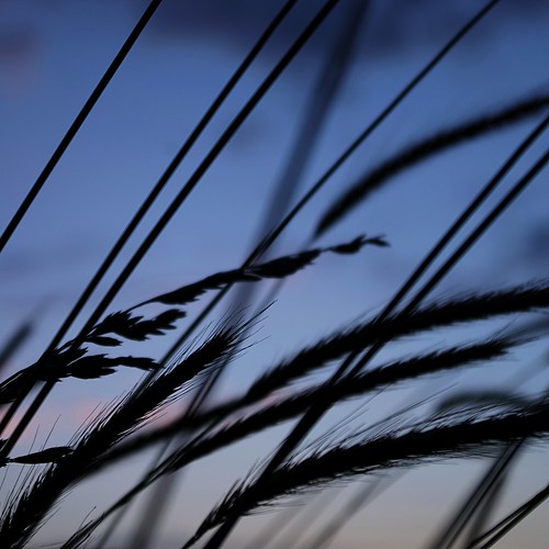 blue sunset summer sky italy texture grass backlight square photography pentax pov explore lazio k5 ξssξ®®ξ