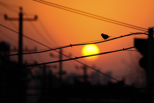 sunset sparrow eos6d