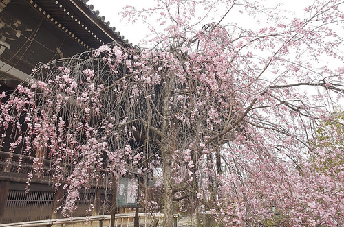 【写真】2014 桜 : 立本寺/2020-03-01/IMGP5738