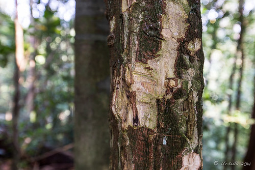 sumatra indonesia bukitlawang gunungleusernationalpark
