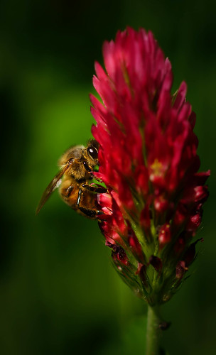 usa macro nature closeup photography unitedstates florida bee tallahassee clover honeybee 10028 redclover sonyalpha sonyamount sony10028 sonya99 sonyslta99 kimmienflorida