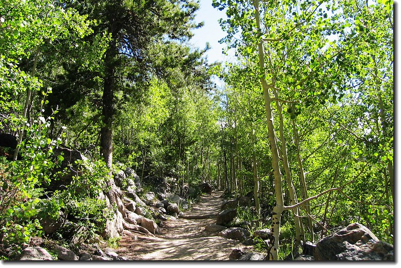 The trail climbs through young aspen stands 2