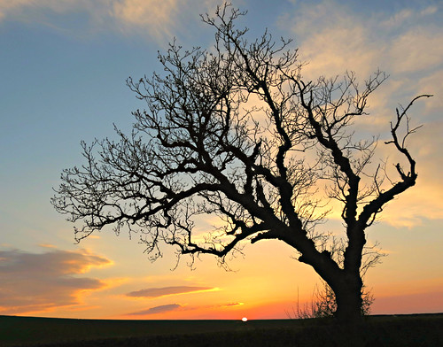uk greatbritain trees sunset england tree silhouette arboles unitedkingdom branches silhouettes peaceful tranquility northumberland northumbria gb siluetas tranquil sandraleidholdt sandyleidholdt