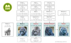 Gorilla Family - Memphis