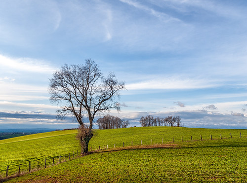light france tree primavera luz field arbol countryside spring loneliness land campo soledad fra 2013 pacoct