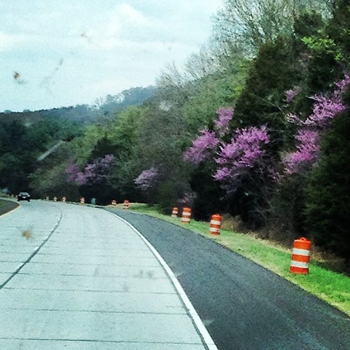 Love the redbud along the highway. Not so crazy about the construction cones or the bug splatter on the windshield, but I do love the redbud! #gettingclose