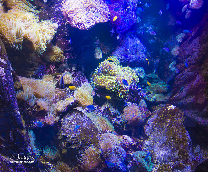 Great barrier reef reproduction in Sealife Aquarium, Sydney