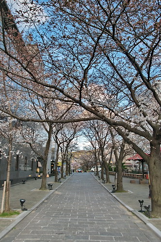 【写真】2013 桜 : 祇園白川/2021-01-19/IMGP8755