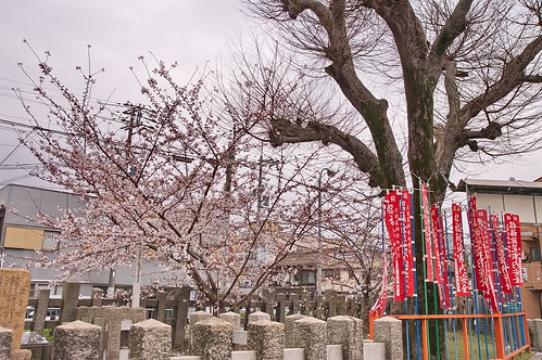 【写真】2013 桜 : 六孫王神社/2020-04-21/IMGP8946