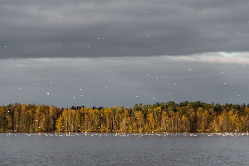 autumn sky lake tree bird nature yellow clouds canon suomi finland landscape day cloudy seagull gull calm oulu 18135